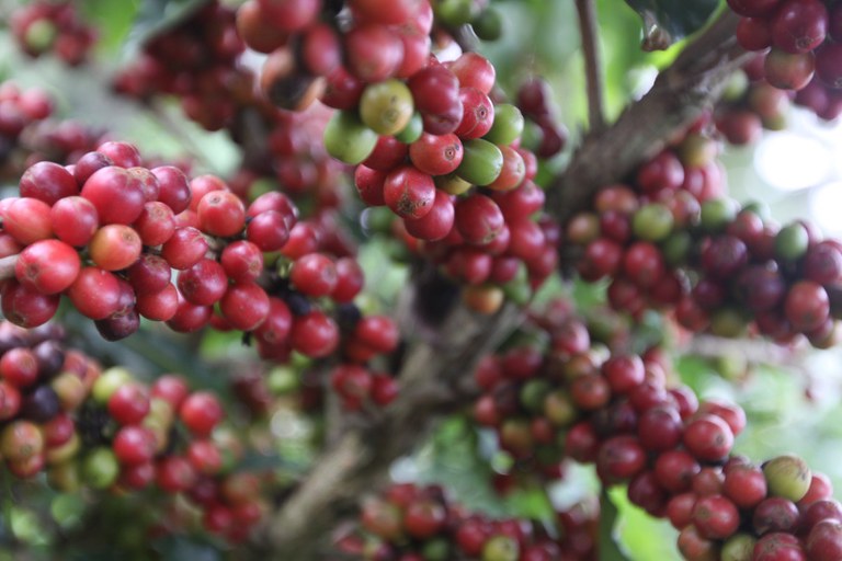 Zoneamento agrícola de risco climático do café na Bahia é atualizado
