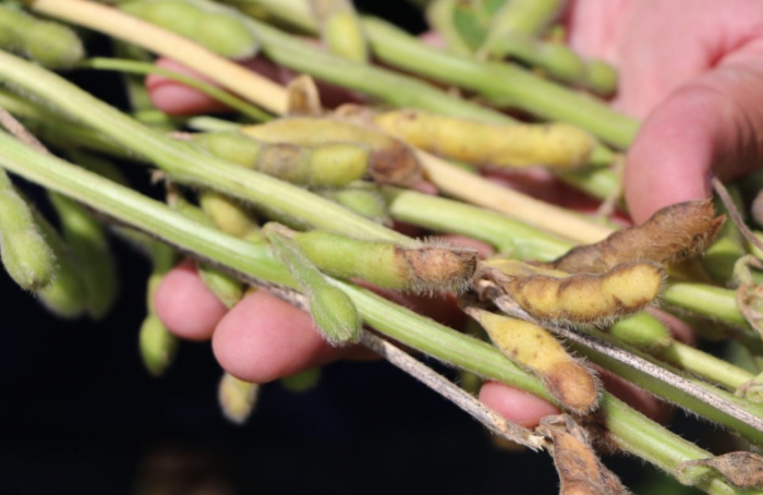 Embrapa publica resultados de testes de cultivares e época de semeadura para podridão da soja
