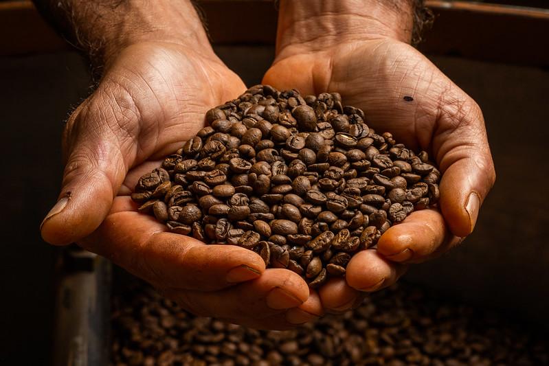 IAC obtém patente para gene promotor isolado de plantas de café