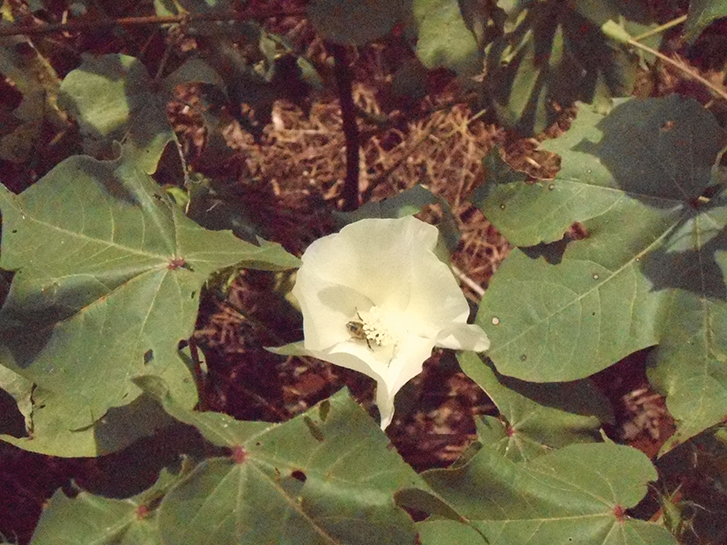 Presença de Apis mellifera em flor de algodoeiro