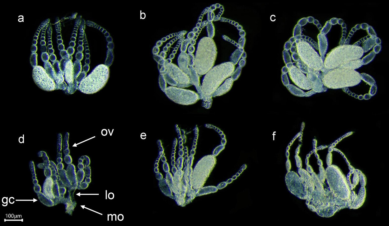 Avaliação morfológica do sistema reprodutivo em&nbsp;<i>Frankliniella occidentalis</i>&nbsp;sadia e infectada por&nbsp;<i>Beauveria bassiana</i>; (a-c) imagens microscópicas ilustrando a morfologia ovariana de WFT não infectadas 1, 2 ou 5 dias após a emergência do adulto; (d-f) morfologia ovariana comparativa de WFT após infecção 1, 2 ou 5 dias após a emergência do adulto