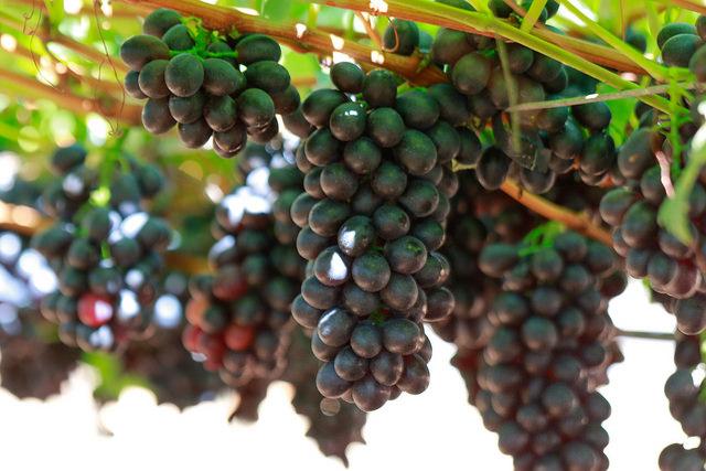 Governo reajusta em 11,96% o preço mínimo da uva