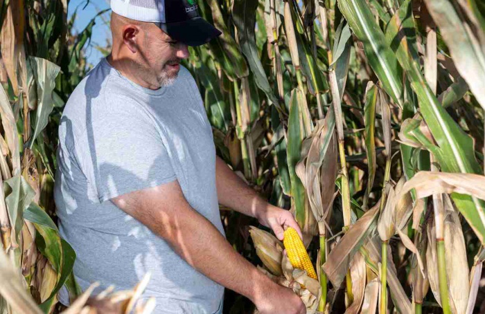 BioLumic expande programa de xTraits para milho na América do Sul