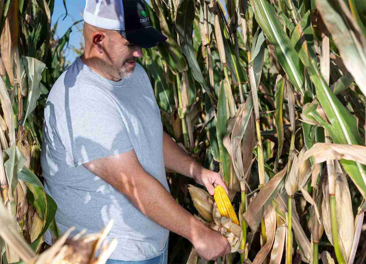 BioLumic étend son programme xTraits au maïs en Amérique du Sud.