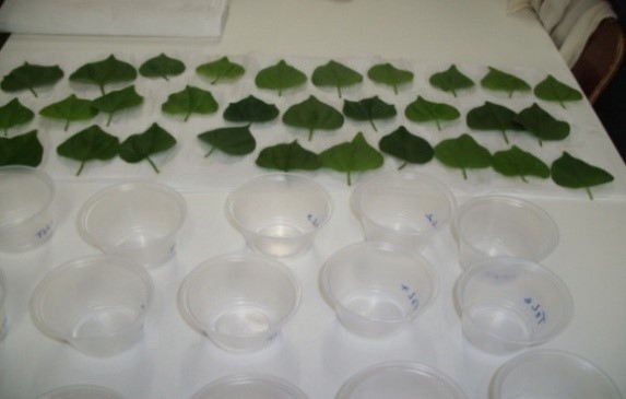 Figura 1 - Folhas pulverizadas para montagem do bioensaio. Laboratório de Entomologia Agrícola, Uneb, Barreiras-BA, 2014