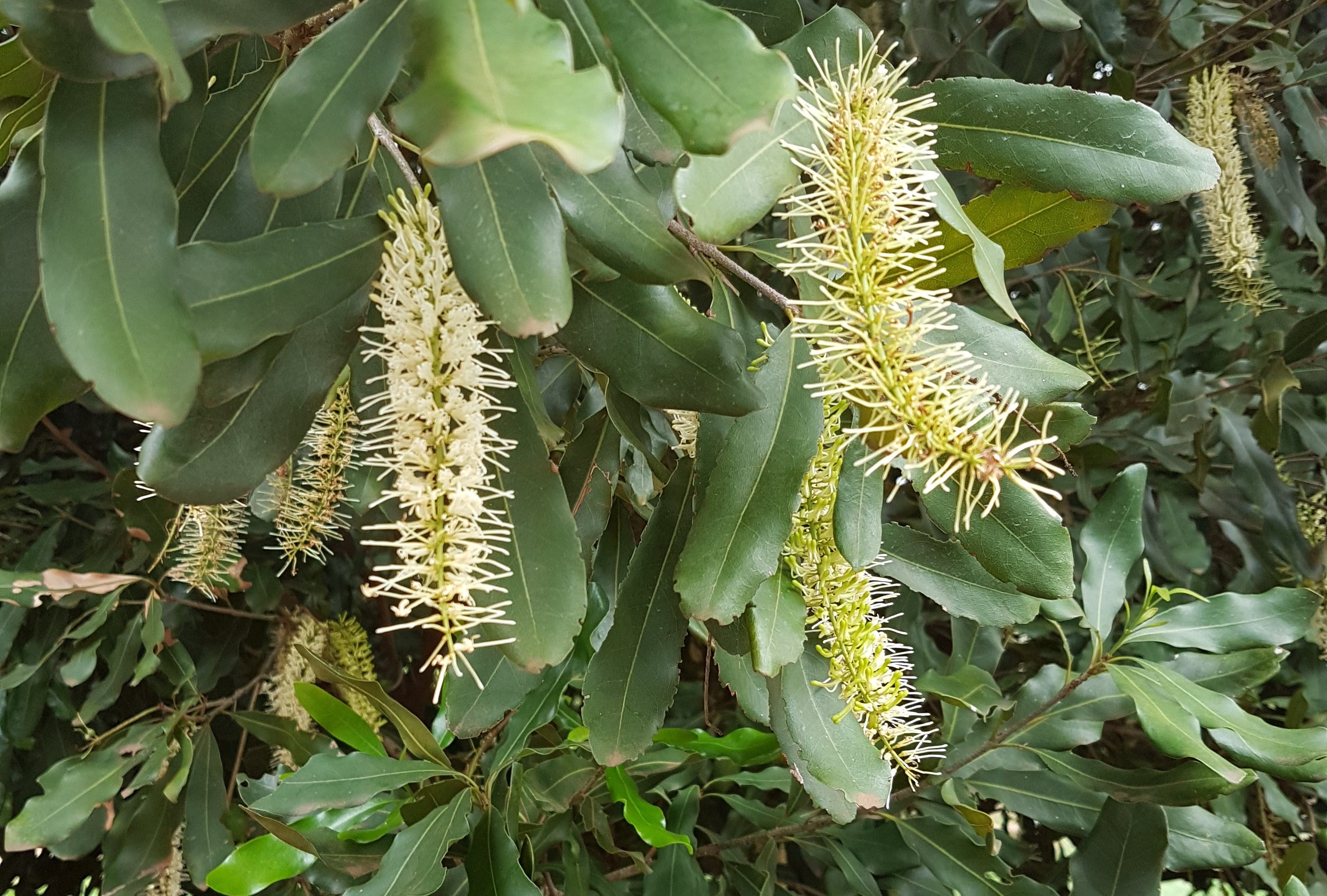 Cultivares de macadâmia mais tolerantes é estratégia para o manejo do tripes