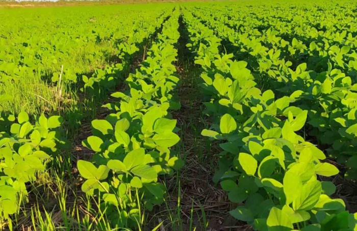 Tocantins prorroga plantio de soja nas várzeas tropicais