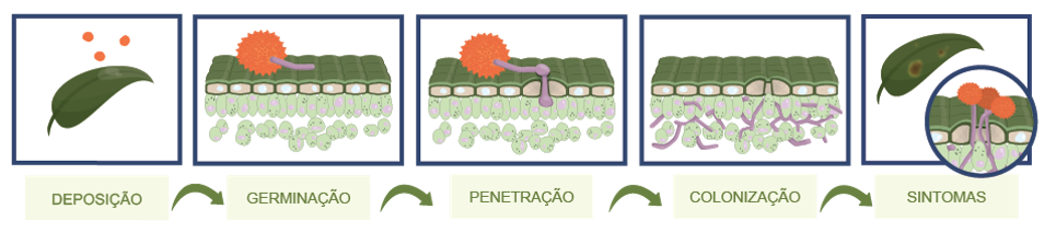 Figura 1 – Algumas fases do ciclo das relações entre patógeno e hospedeiro.