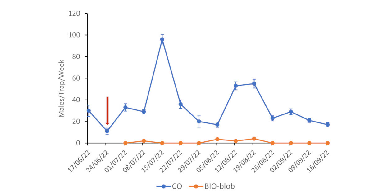 Capturas semanais com armadilhas CBW (±EP) para as parcelas após a aplicação de interrupção do acasalamento em 2022. O feromônio derivado de levedura foi formulado em PheroWax (BIO-blob). A seta marca a data da aplicação de interrupção do acasalamento.