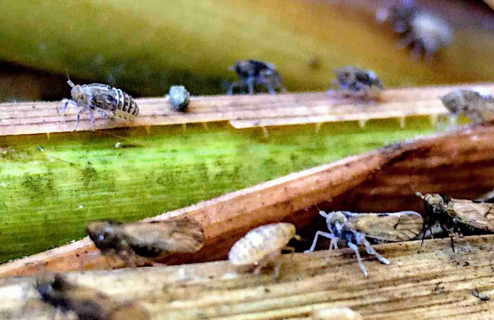 Vírus reduzem defesa química do arroz e protegem insetos vetores