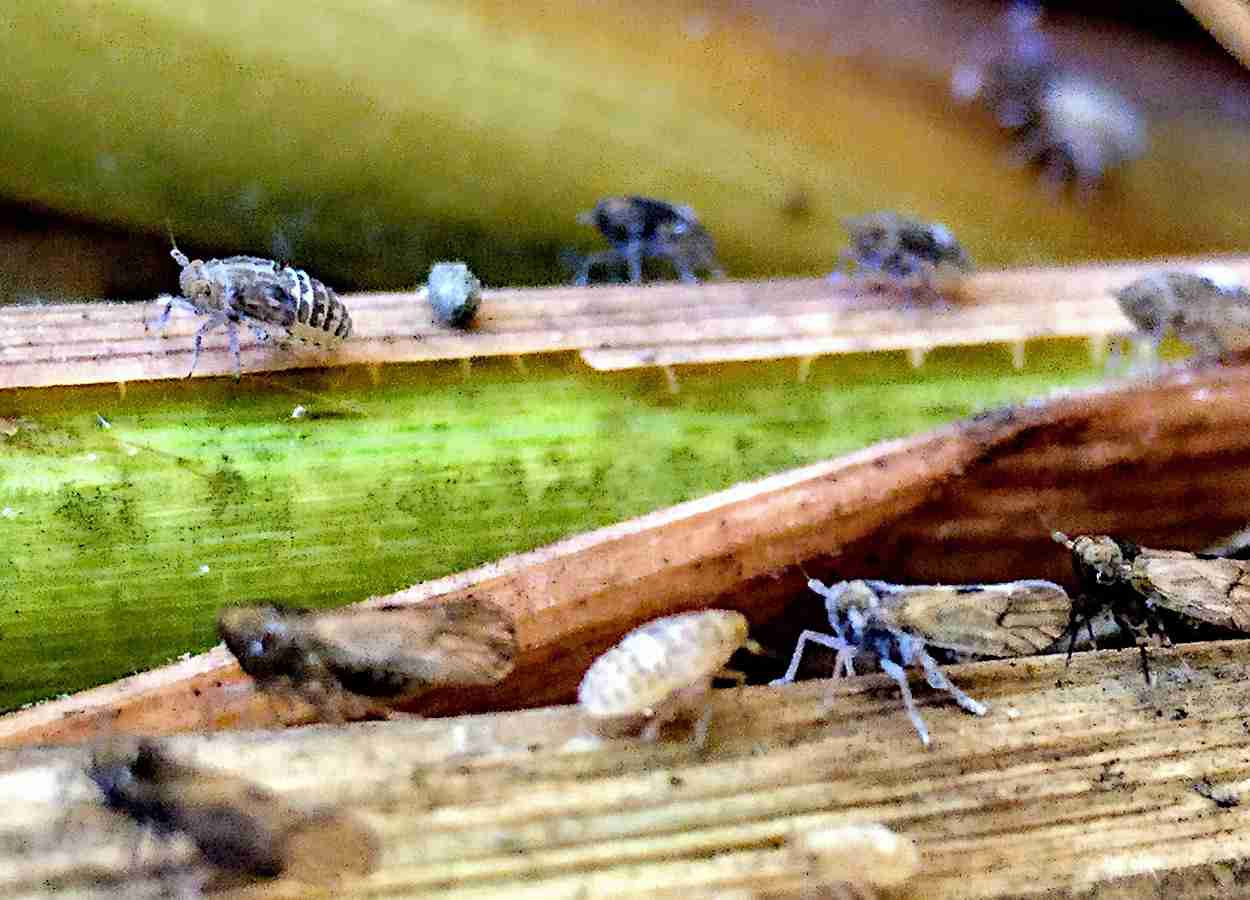 Vírus reduzem defesa química do arroz e protegem insetos vetores