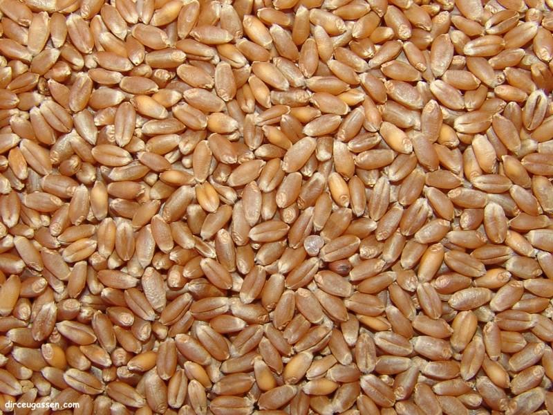 Leilão oferta a venda de 10,5 mil toneladas de trigo dos estoques públicos