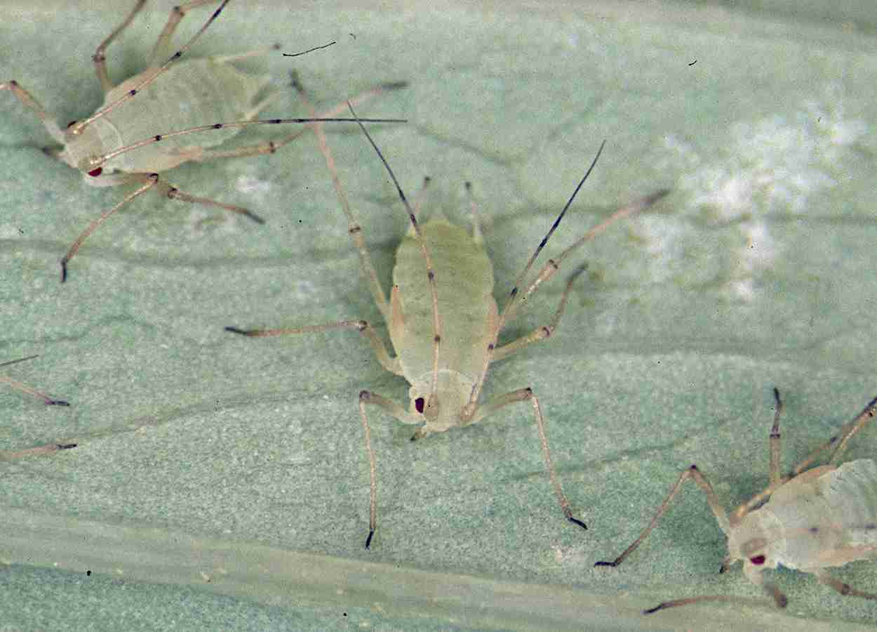 Vírus e endossimbiontes alteram aptidão de pulgões