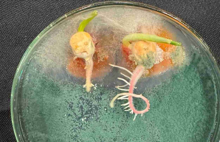 Sementes e bioinsumos: pilares para o posicionamento assertivo