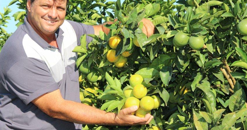 Adoção do manejo completo do greening ajuda citricultores a manterem alta produtividade dos pomares e a doença em níveis baixos