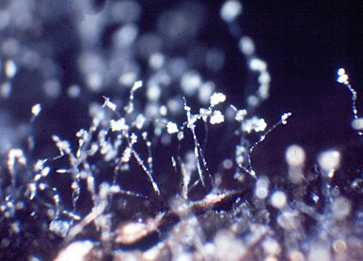 Foto:&nbsp;Florida Department of Agriculture and Consumer Services - Bugwood