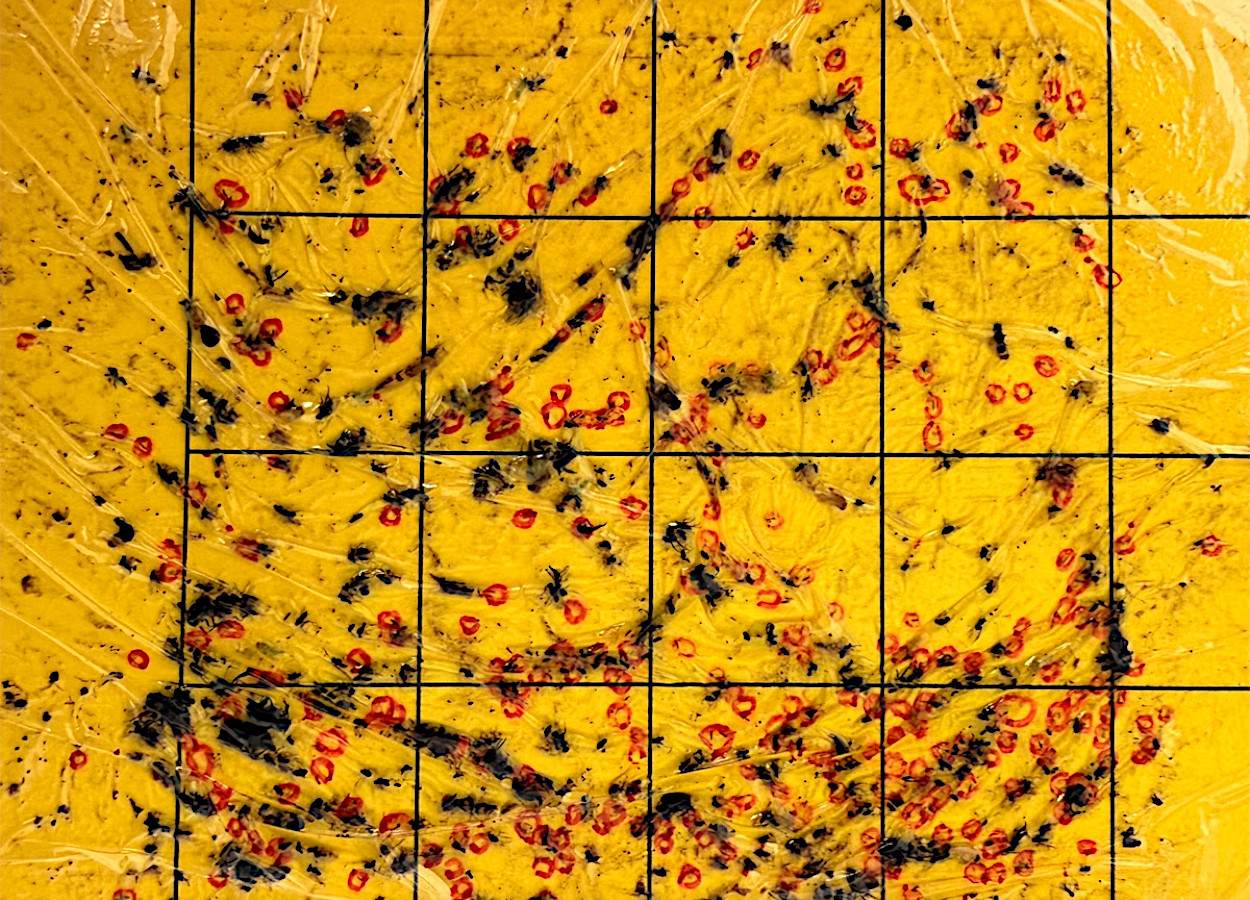 Os pesquisadores usaram armadilhas adesivas amarelas para capturar tripes (cada círculo vermelho). Eles monitoraram a população da praga e aplicaram as contagens e outros parâmetros a modelos avançados para prever padrões populacionais - Foto: Kiran Gadhave - Texas A&amp;M AgriLife