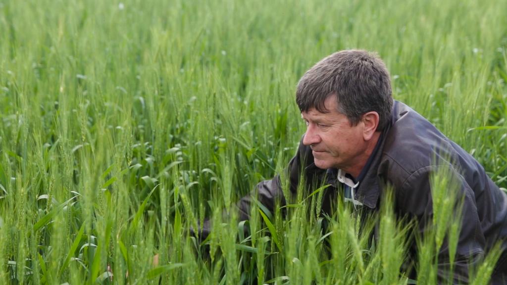 ​Campeão em produtividade alcança marca de 132 sc/ha na cultura do trigo