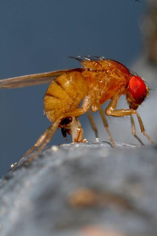 Brasil integra ação internacional para combater a praga Drosophila suzukii