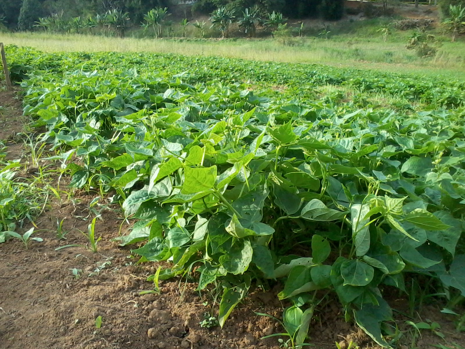 Plantas de feijoeiro (Phaseolus vulgaris) em estádio de crescimento vegetativo.