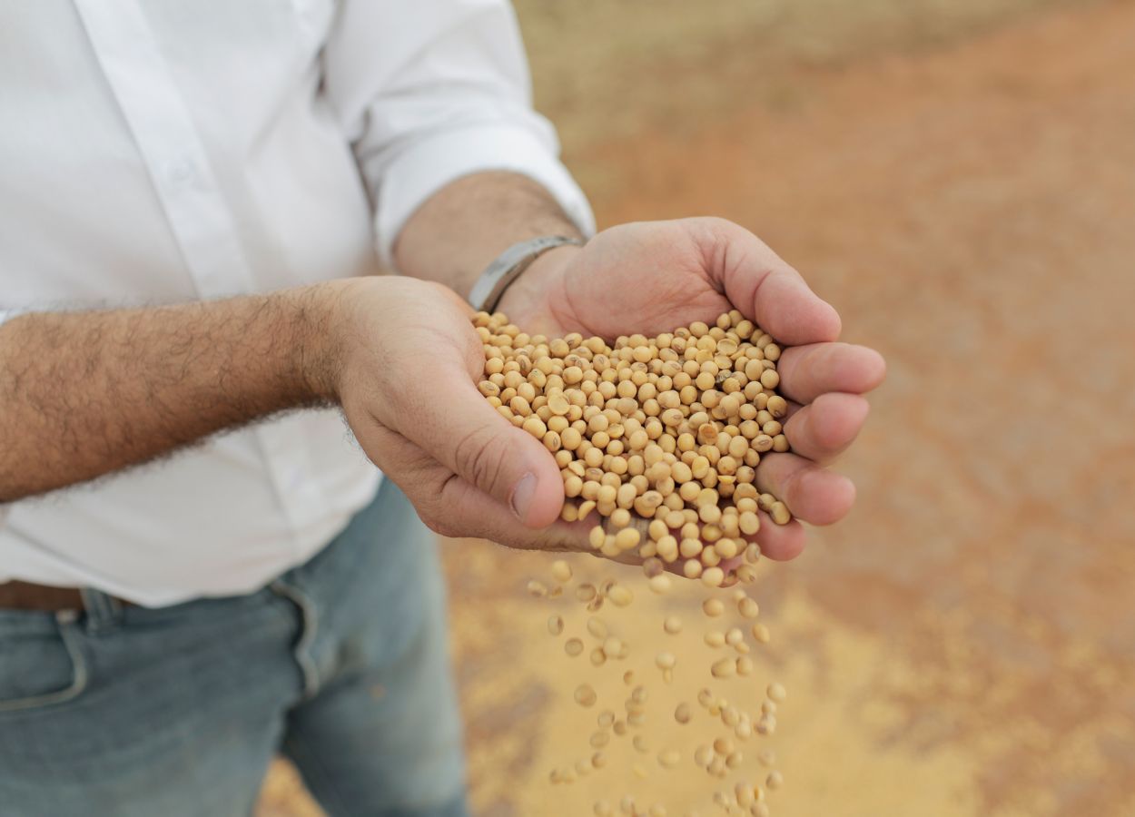 Bayer cria programa para compra de sementes de soja no RS