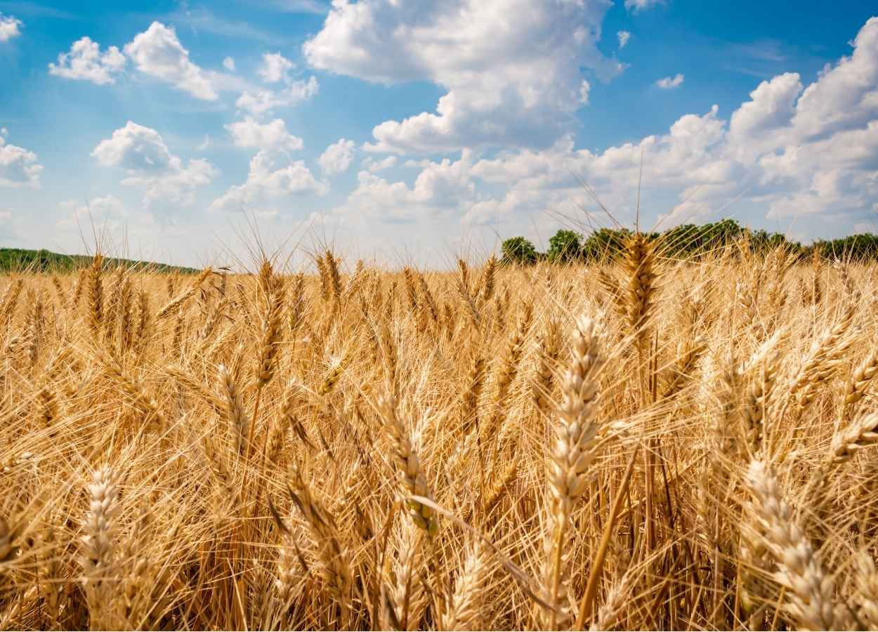Conab vê cenário favorável para trigo e milho segunda safra