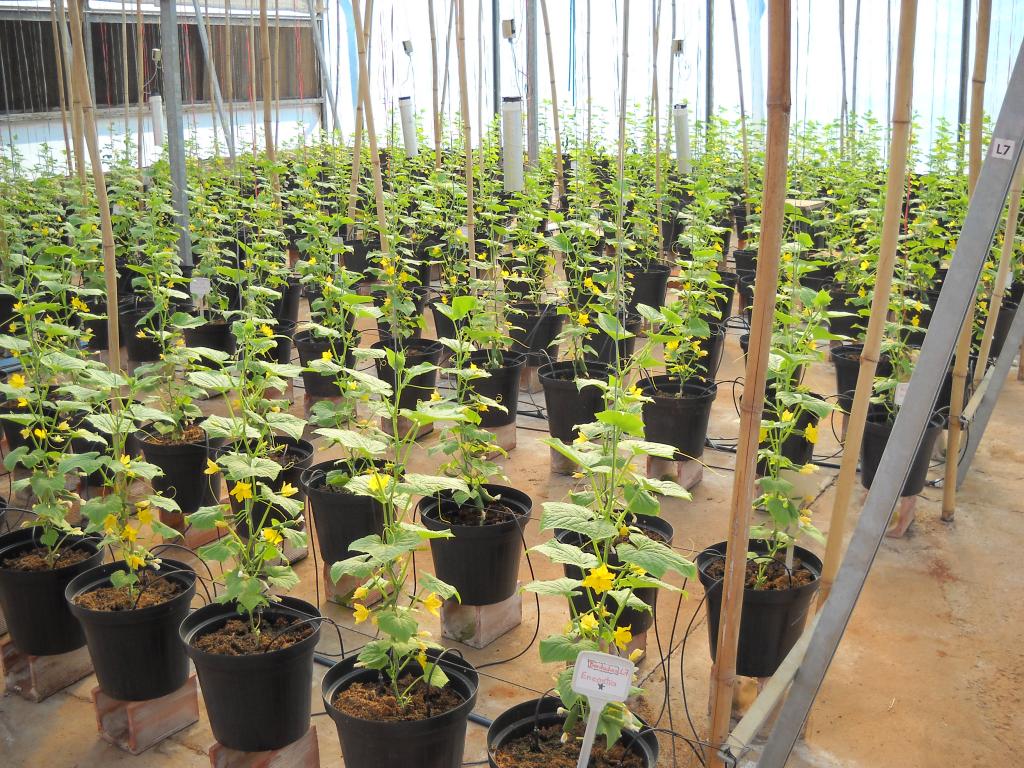Cultivo de Minipepino é tema de palestra da ESALQ