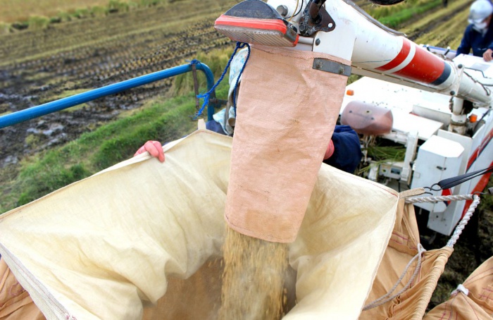 Safra gaúcha de arroz é suficiente para abastecer mercado brasileiro, afirma o Irga