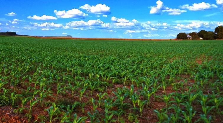 AgroBrasília 2019 realiza competição de cultivares de milho safrinha