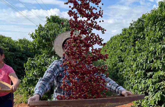 Concurso Café Qualidade Paraná está com inscrições abertas até 30 de setembro