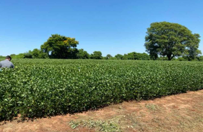 Soja mantida em ILP indica boa produtividade em Umuarama, no Paraná