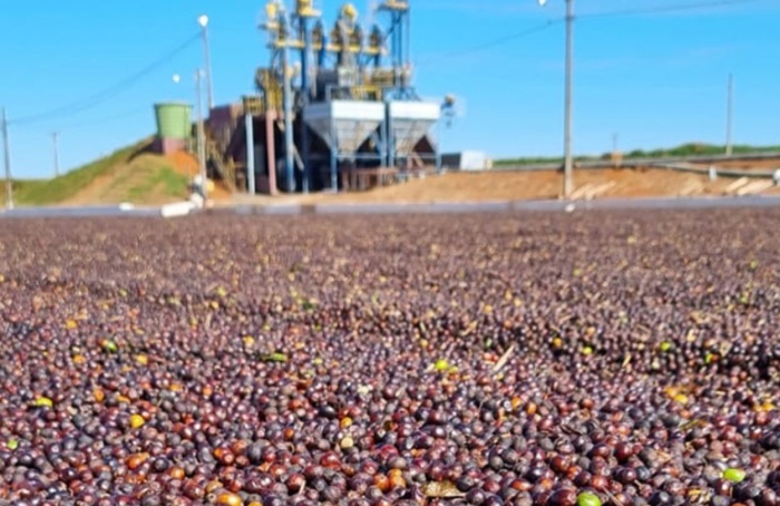 Colheita de café arábica chega a 99% no Cerrado Mineiro