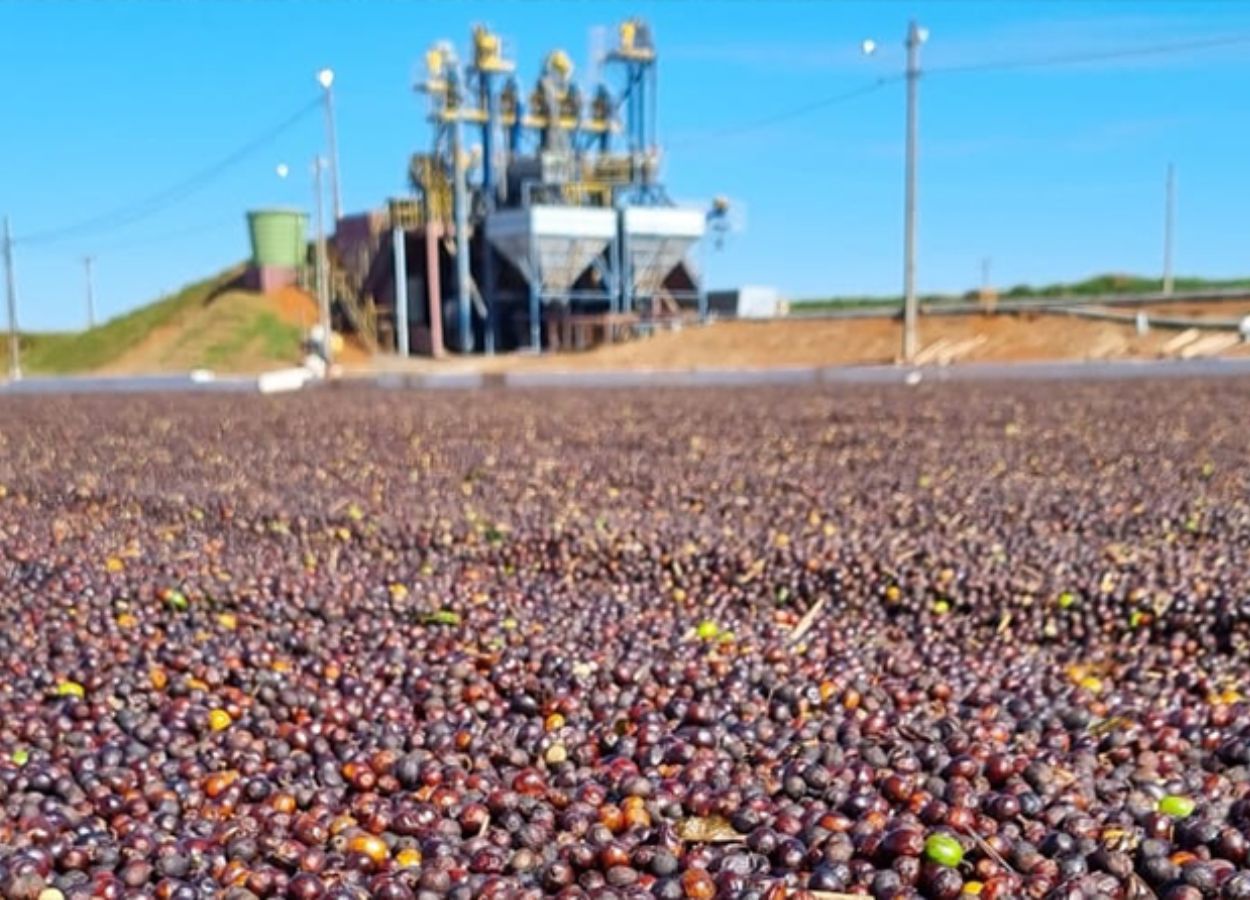 Colheita de café arábica chega a 99% no Cerrado Mineiro