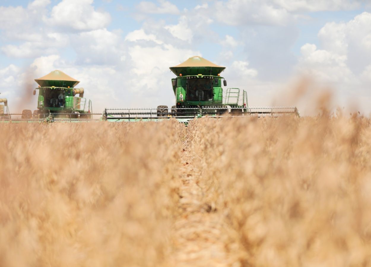 La production de soja dans le District fédéral (DF) devrait générer 1 milliard de R$ en 2025/26.