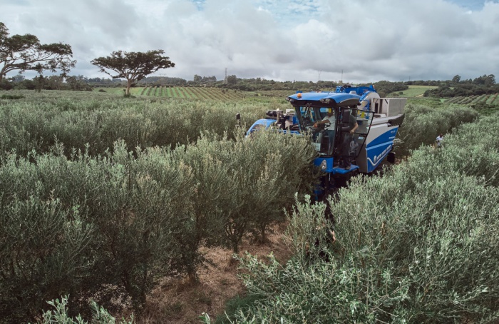 First olive harvester in Brazil arrives at Vivenda Scapini