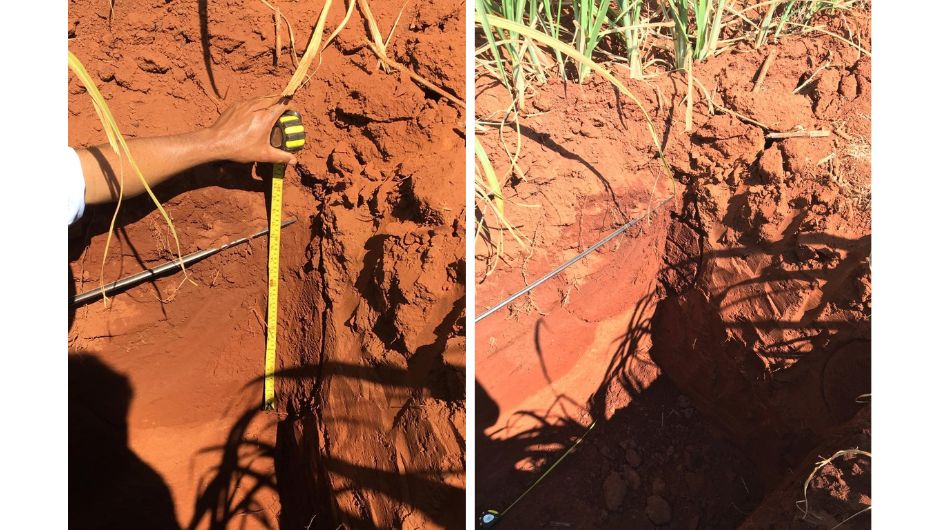 Figura 1 - fita gotejadora instalada à 20 cm de profundidade para irrigação da cana-de-açúcar no município de Jales-SP; fonte: Alberto Henrique Peixoto