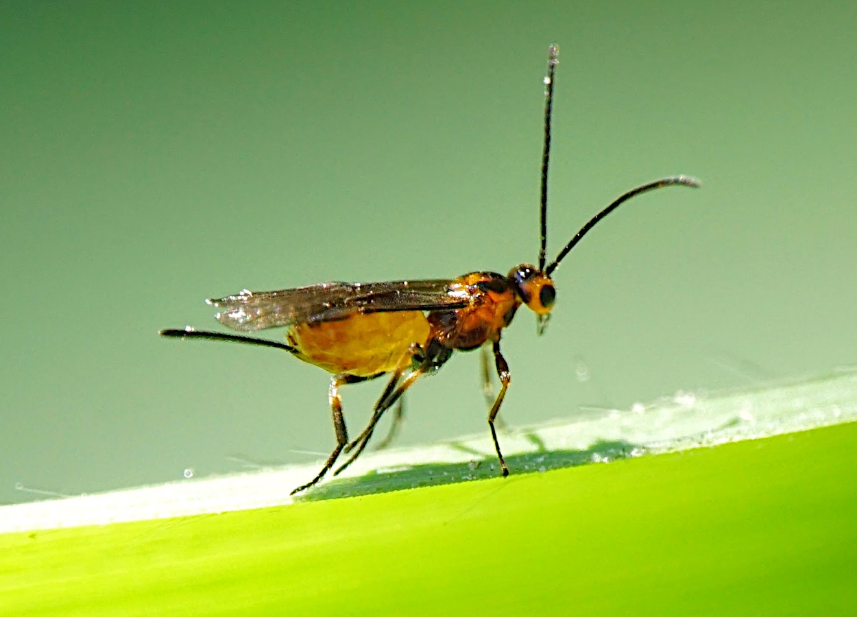 Foto:&nbsp;Anton Gjeldum / iNaturalist - CC by-nc 4.0