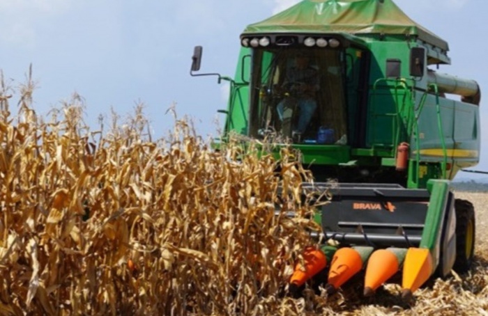 RS Safra 2025/26: colheita do milho avança para 35%
