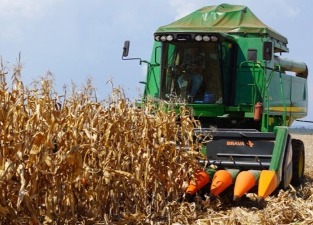 A Emater/RS estima o cultivo de 785.030 hectares, com produtividade de 7.370 kg/ha