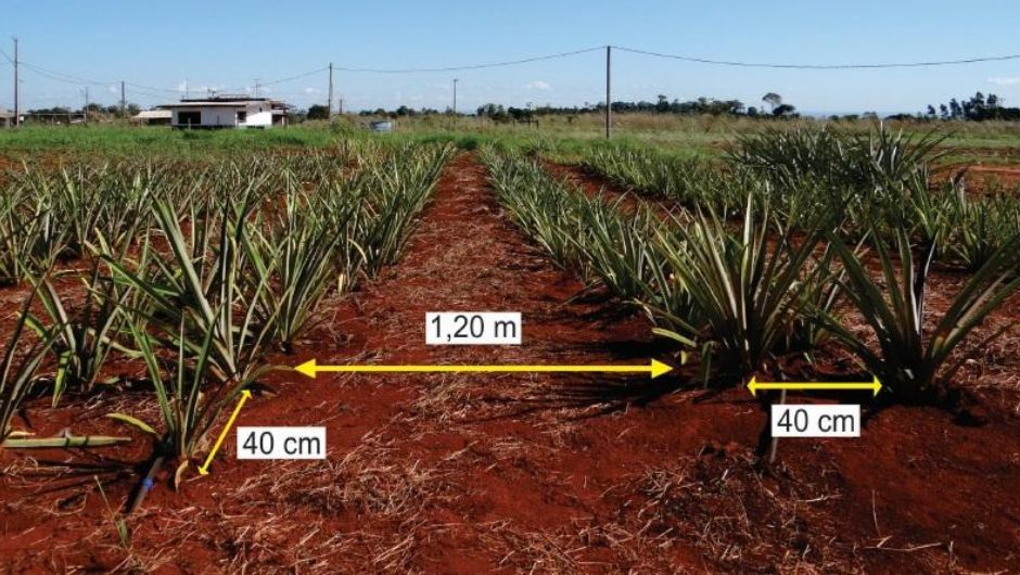 Plantio recomendado é ficar entre 30.000 a 40.000 plantas por hectare