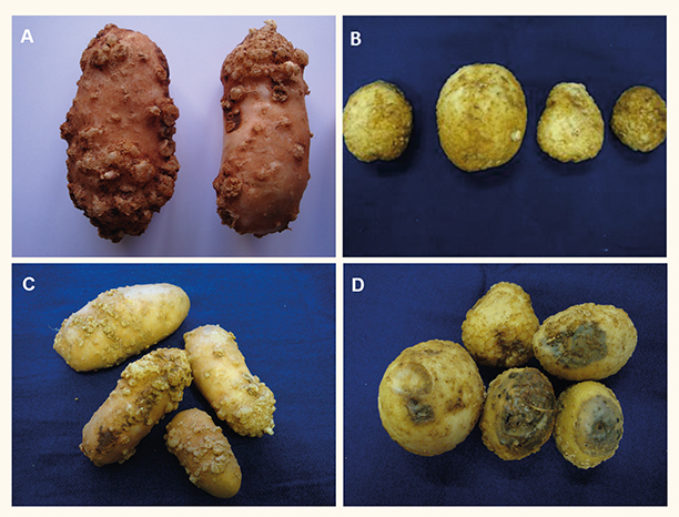Figura 1 - Sintomas em tubérculos de batata causados por Meloidogyne spp. A, B e C: galhas e D: galhas com apodrecimento dos tubérculos devido à entrada de outros patógenos 