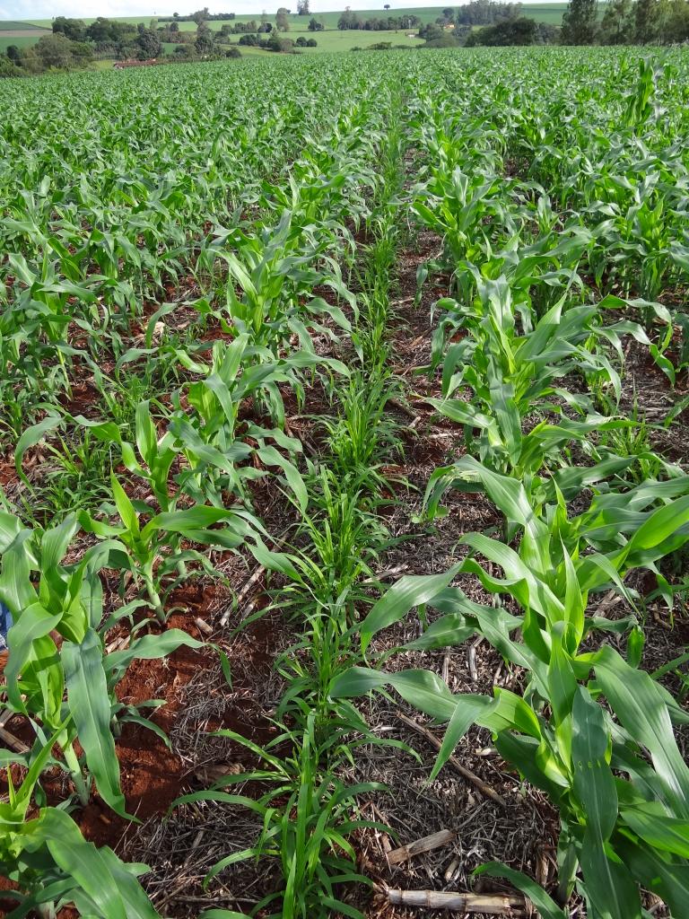 Frio pode atrasar desenvolvimento das lavouras de milho