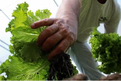 Cultivo seguro de hortaliças é tema de curso