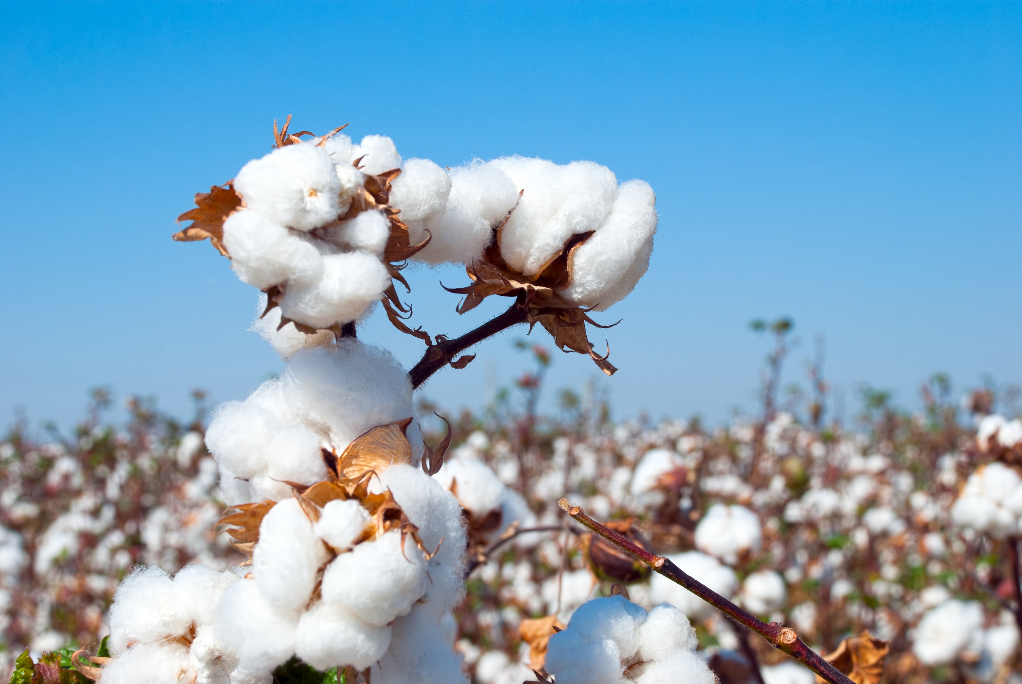 Ascenza lança no Brasil inseticida para o controle da falsa-medideira no algodão