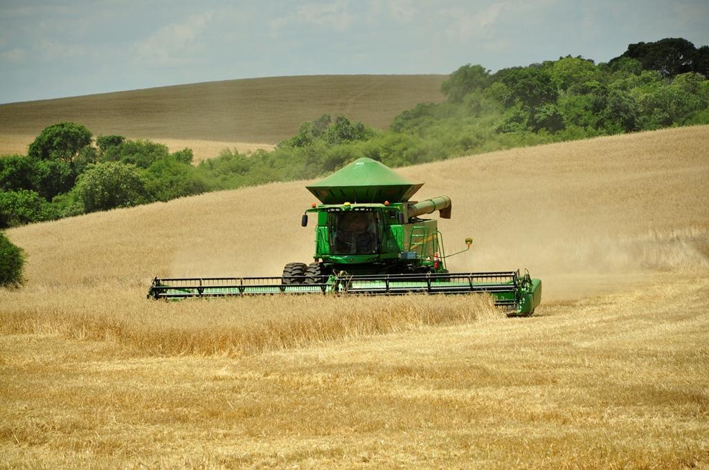 Trigo paulista registra crescimento de 10% na produção em ano difícil para o setor nacional