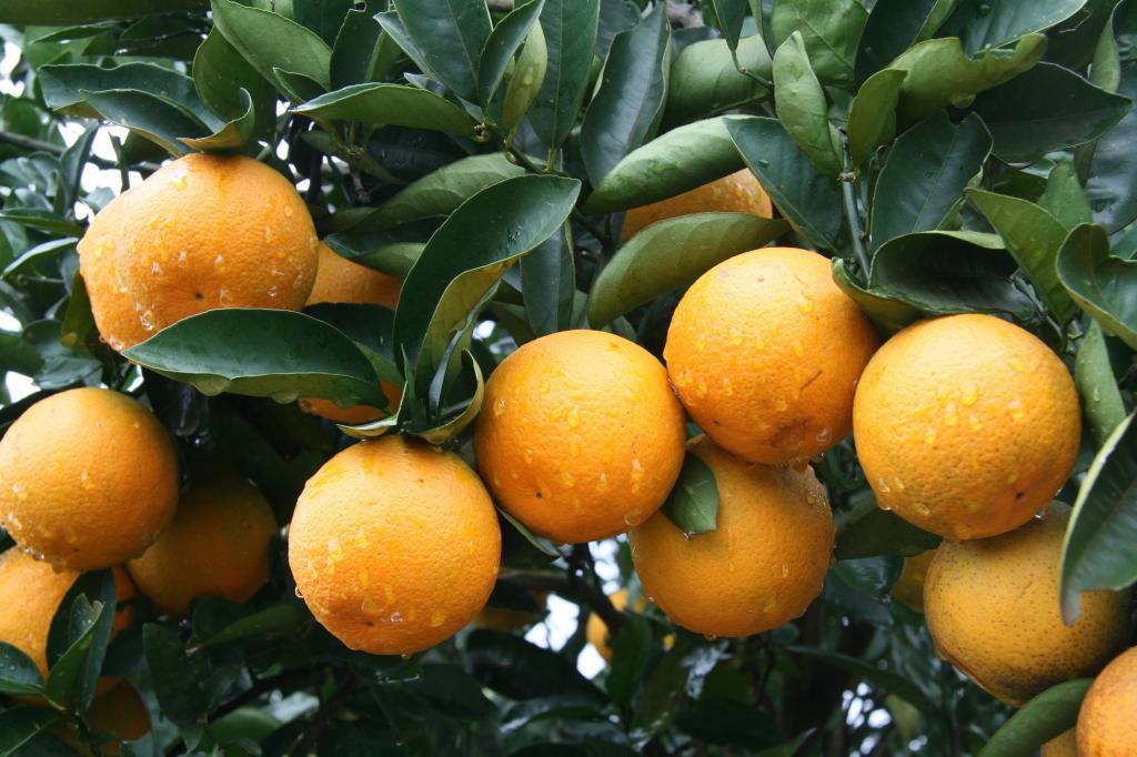 Qualidade do suco depende de cuidados nutricionais na fase de maturação de citros