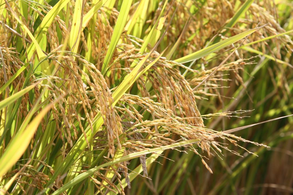 Embrapa lança cultivar de arroz irrigado na abertura da Colheita do RS