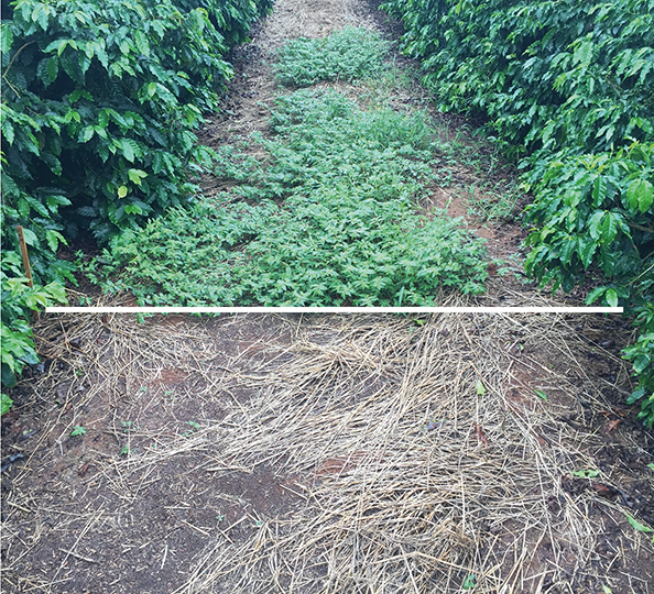 Área com e sem o uso de herbicidas pré-emergentes 90 dias após a aplicação