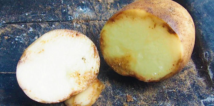 Sintomas da requeima em tubérculos de batata afetados pela doença. Foto: GrowVeg