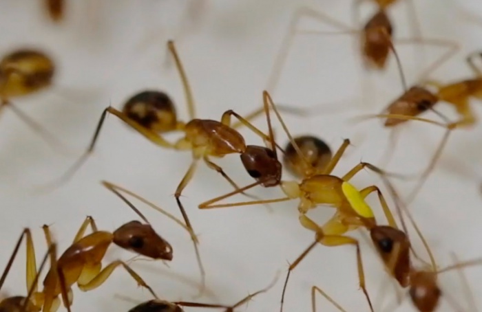 Cientistas apontam que formigas realizam amputações de membros para sobreviver